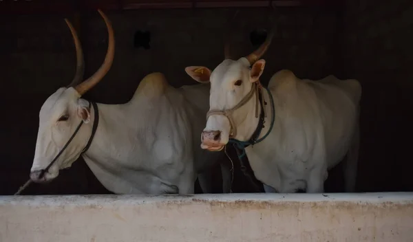 在印度卡纳塔克邦的一个叫Hallikar的印第安奶牛品种的近距离选择性拍摄 — 图库照片