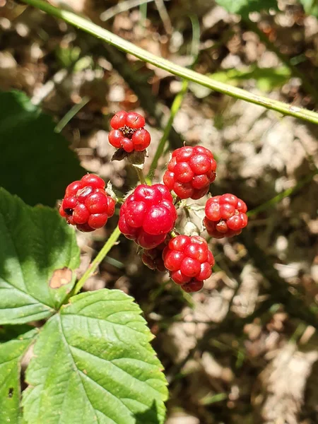 Closeup Ripe Raspberries Growing Garden — ストック写真