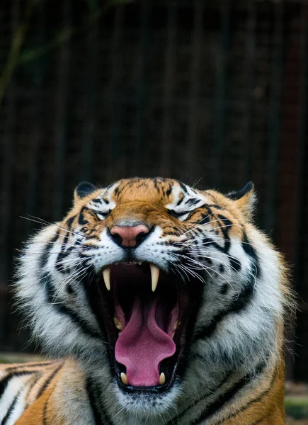 Gros Plan Vertical Tigre Bâillant — Photo