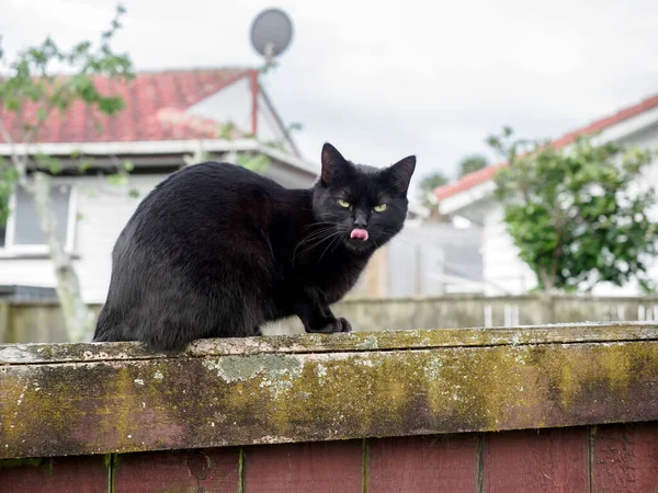 郊区栅栏上的黑猫 — 图库照片