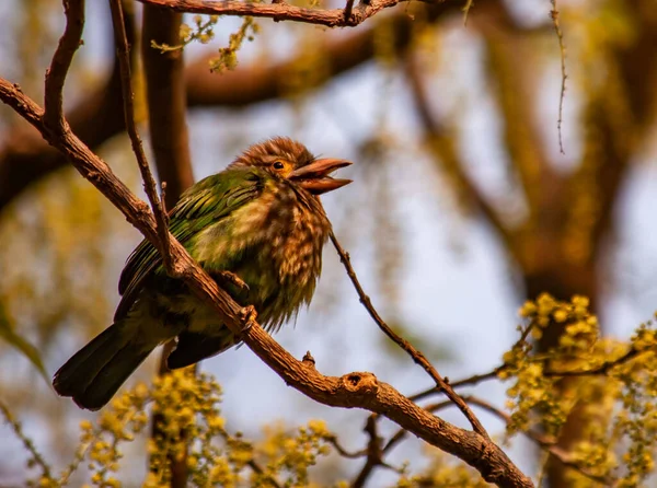 Closeup Shot Bird Sitting Branch — Stock Photo, Image