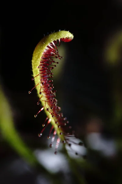 Gros Plan Sundew Fond Flou — Photo