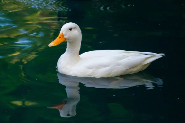 Gros Plan Canard Blanc Nageant Dans Lac — Photo