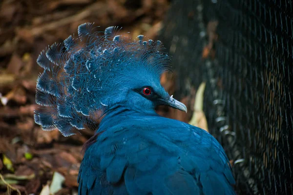 Gros Plan Pigeon Couronné Victoria — Photo