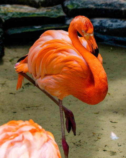 Bir Flamingonun Dikey Görüntüsü — Stok fotoğraf