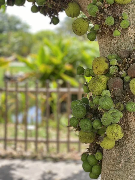 Closeup Shot Cluster Fig Growing Tree — Stockfoto