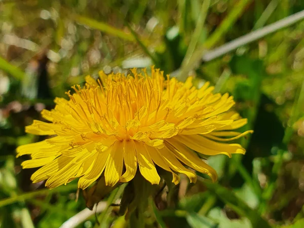 Closeup Shot Yellow Dandelion — Stock Photo, Image