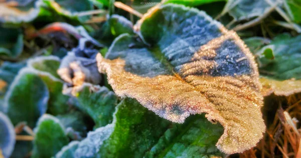 Closeup Shot Green Leaves Frost Due Winter Sub Zero Temperature — 图库照片