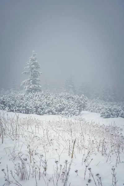 Breathtaking Scene High Tatra Mountains Cold Weather Snowing Poland — 图库照片