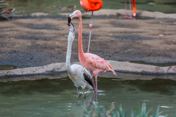 Ahogy Két Flamingó Csókolgatja Egymást Vízben Áll — Stock Fotó