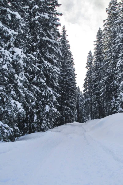 Vacker Utsikt Över Brenta Dolomiter Med Snö Träd Och Alperna — Stockfoto