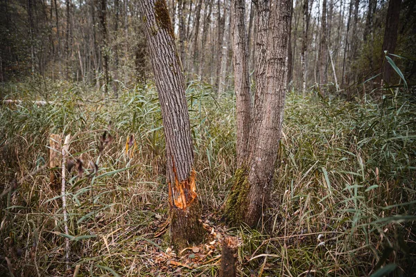 Tiro Perto Uma Árvore Redução Uma Floresta — Fotografia de Stock