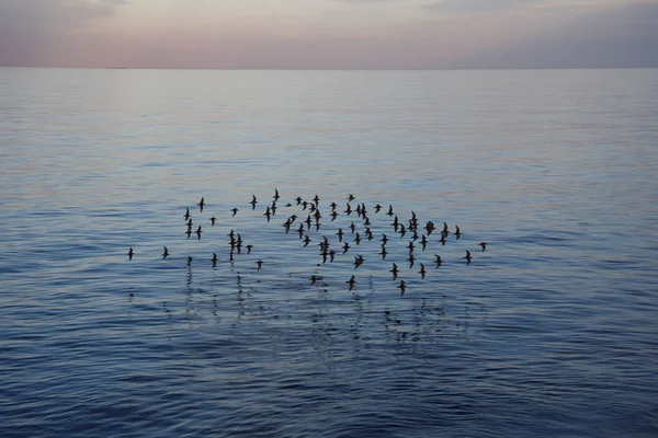 Troupeau Oiseaux Volant Dessus Océan Près Phare Scituate Dans Massachusetts — Photo