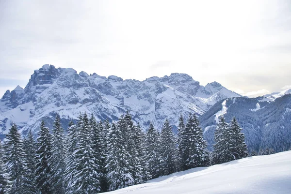 意大利平佐洛市 一个美丽的布伦塔白云石景观 树上有雪 还有阿尔卑斯山 — 图库照片