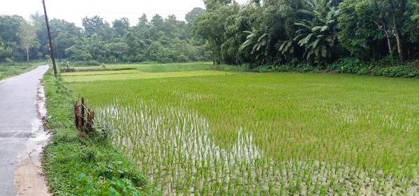 View Green Colored Paddy Firm Field Harvest — Stockfoto