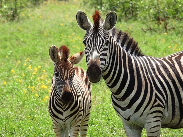 Beautiful View Zebras Kruger National Park South Africa — ストック写真
