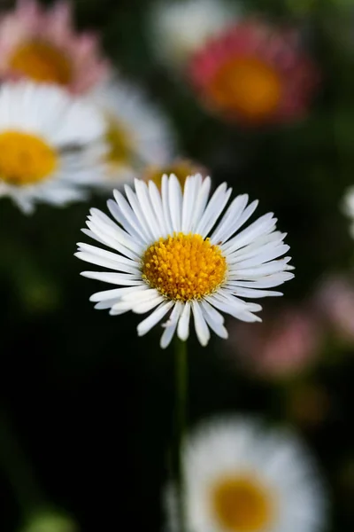 Ett Selektivt Fokus För Vit Kamomillblomma Som Växer Fält — Stockfoto