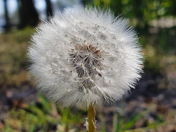 Primer Plano Diente León Seco Con Semillas —  Fotos de Stock