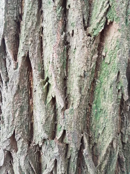 Крупним Планом Знімок Старої Текстури Кори Дерева Фону — стокове фото