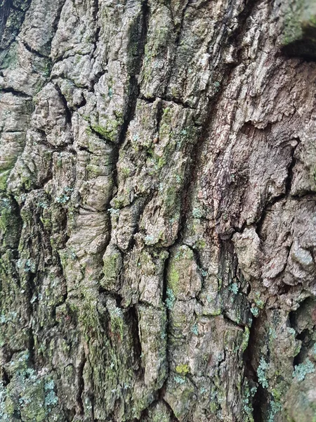 Gros Plan Une Vieille Texture Écorce Arbre Pour Décors — Photo