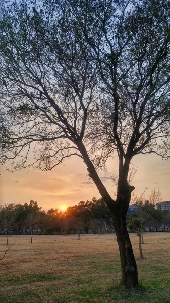 Parkın Ortasındaki Patikayla Birlikte Çıplak Bir Ağaç — Stok fotoğraf