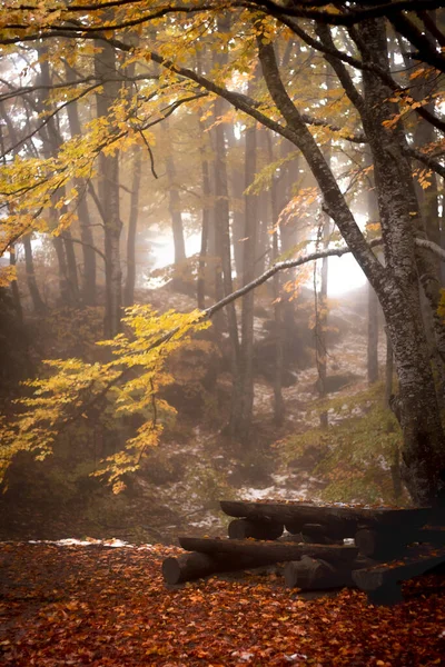 Vertikal Bild Ett Träbord Och Bänkar Skog Täckt Torkade Blad — Stockfoto