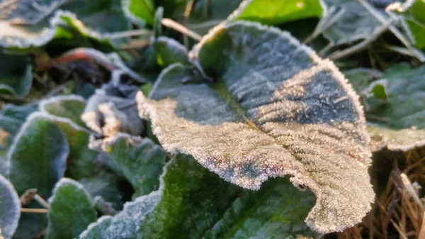 Közelkép Zöld Levelek Fagyott Miatt Téli Fagypont Alatti Hőmérséklet — Stock Fotó