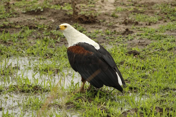 Primo Piano Dell Aquila Pescatrice Africana Haliaeetus Vocifer Parco Nazionale — Foto Stock