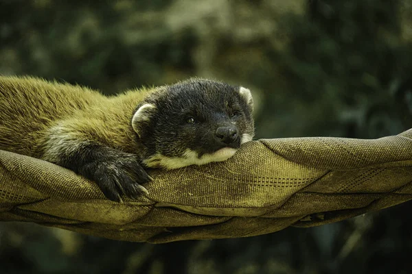 Primer Plano Una Nutria Europea Sobre Fondo Borroso — Foto de Stock