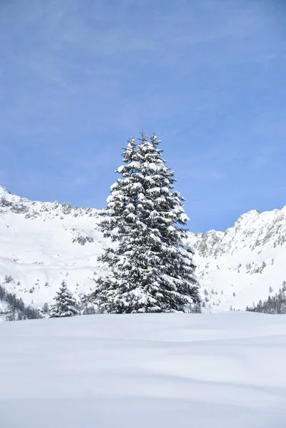 Uma Bela Vista Brenta Dolomites Com Neve Árvores Alpes Madonna — Fotografia de Stock
