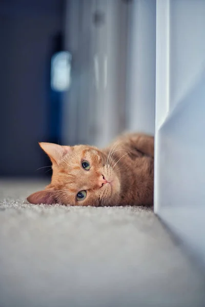 Eine Vertikale Nahaufnahme Einer Niedlichen Orangefarbenen Tabby Katze Die Auf — Stockfoto