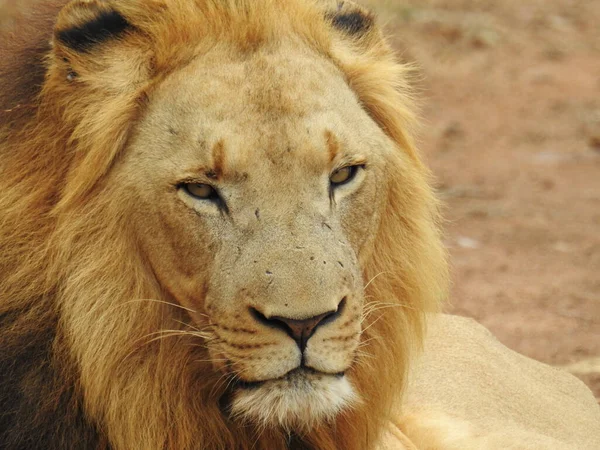 Μια Όμορφη Θέα Ενός Λιονταριού Στο Εθνικό Πάρκο Της Σουαζιλάνδης — Φωτογραφία Αρχείου