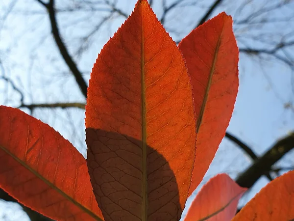 Closeup Red Autumn Leaves Sunlight — стоковое фото
