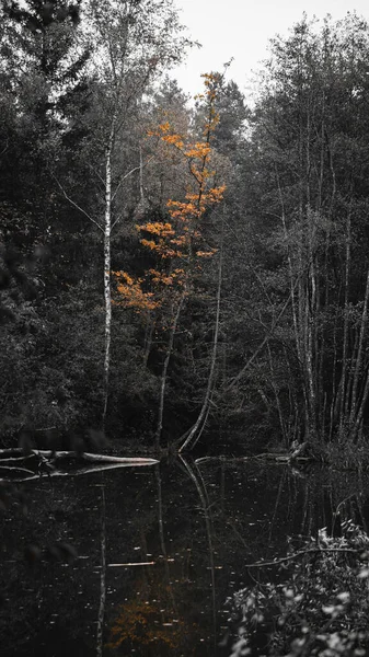 Прекрасний Вид Озеро Осінньому Лісі — стокове фото