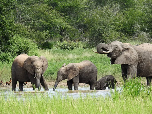 Una Hermosa Vista Elefantes Bebiendo Río Parque Nacional Kruger Sudáfrica — Foto de Stock