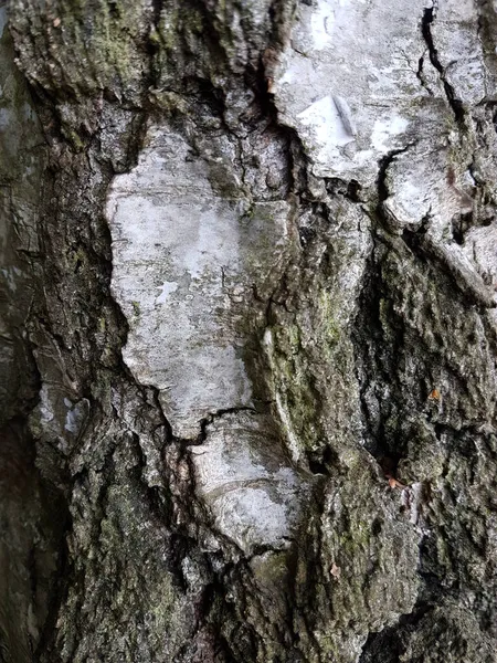 Tiro Close Uma Velha Textura Casca Árvore Para Fundos Texturas — Fotografia de Stock