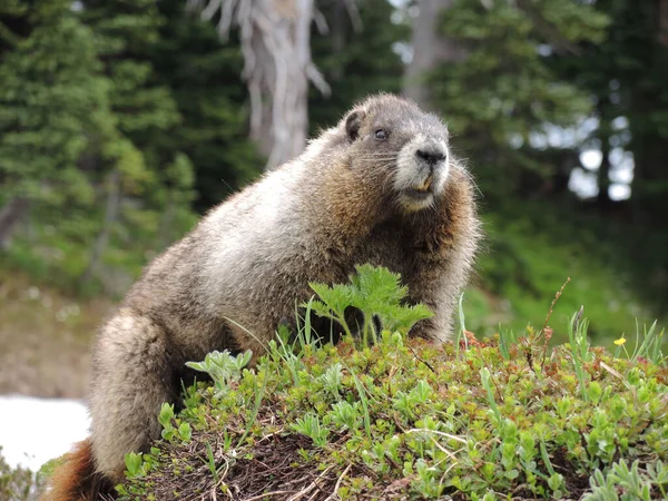 Primer Plano Una Marmota Parque Nacional Monte Rainier —  Fotos de Stock