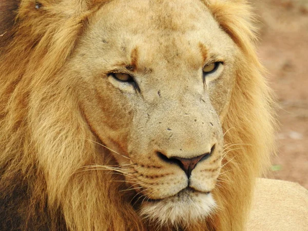 Прекрасный Вид Льва Национальном Парке Свазиленде — стоковое фото