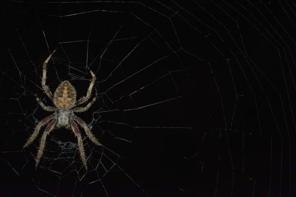 クモの巣の上の暗い背景のクローズアップ — ストック写真
