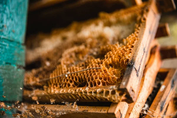 Closeup Shot Honeycombs Box Garden — Stock Photo, Image