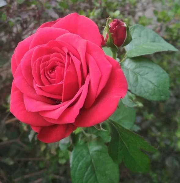 Een Voorgrond Shot Van Een Rode Roos Groeiend Tuin — Stockfoto