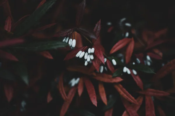 식물의 아름다운 가지들의 — 스톡 사진