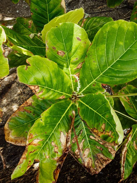 A closeup shot of a fiddle-leaf fig with damaged leaves