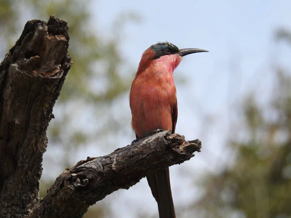 Beautiful View Red Bee Eater Kruger National Park South Africa — стокове фото