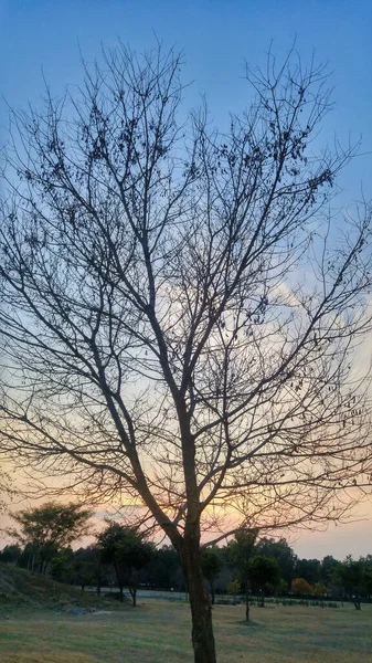 Uma Silhueta Uma Árvore Nua Parque Contra Belo Pôr Sol — Fotografia de Stock