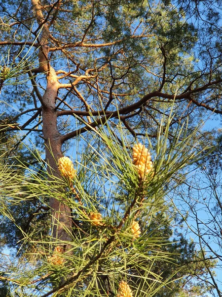 Beautiful View Landscape Pine Tree Cones Branches — Fotografia de Stock