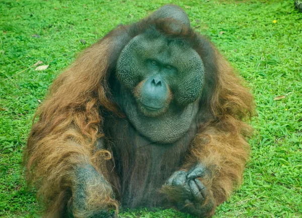 High Angle Shot Old Orangutan Smart Look Looking Something Grass — стоковое фото