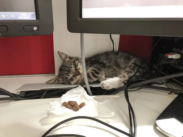 2台のコンピューターモニターの間で寝てる可愛い子猫 — ストック写真