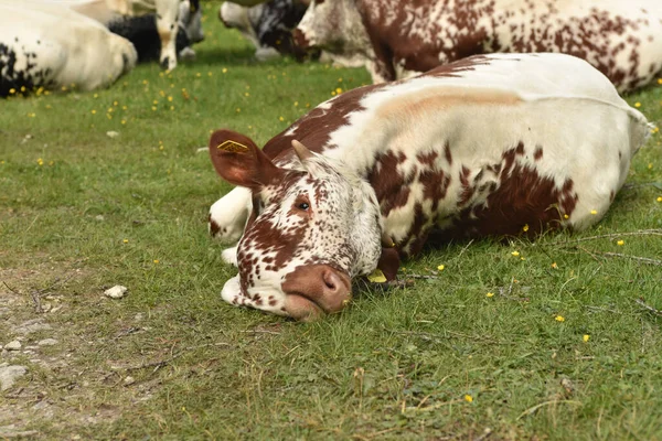 Vacas Manchadas Deitadas Pasto — Fotografia de Stock