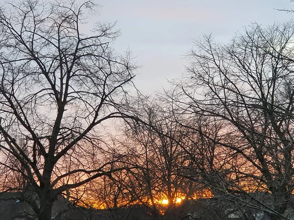 Bare Trees Sunset Sky —  Fotos de Stock
